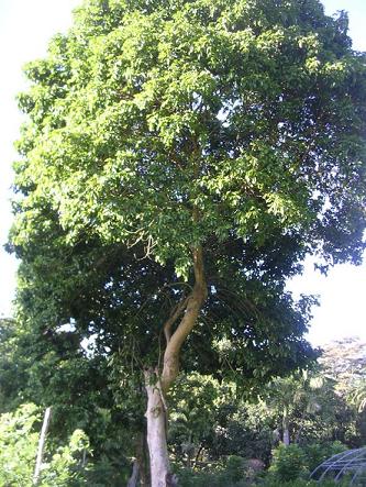 Cumaru Tree